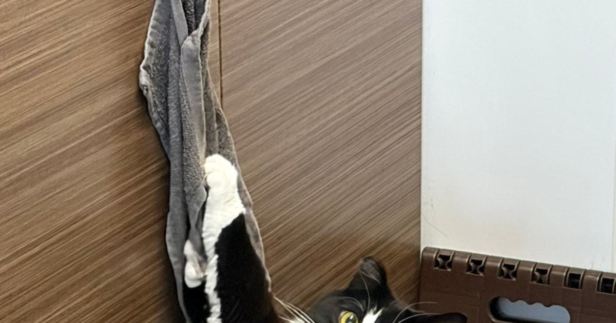 『あ、やべ』キッチンのタオルでイタズラしていた猫→見つかった瞬間の『表情』が可愛すぎると３万いいね「アニメ顔すぎ」「現行犯で逮捕」
