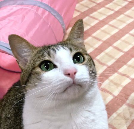 猫が飼い主をじっと見て鳴いているときの心理３つ