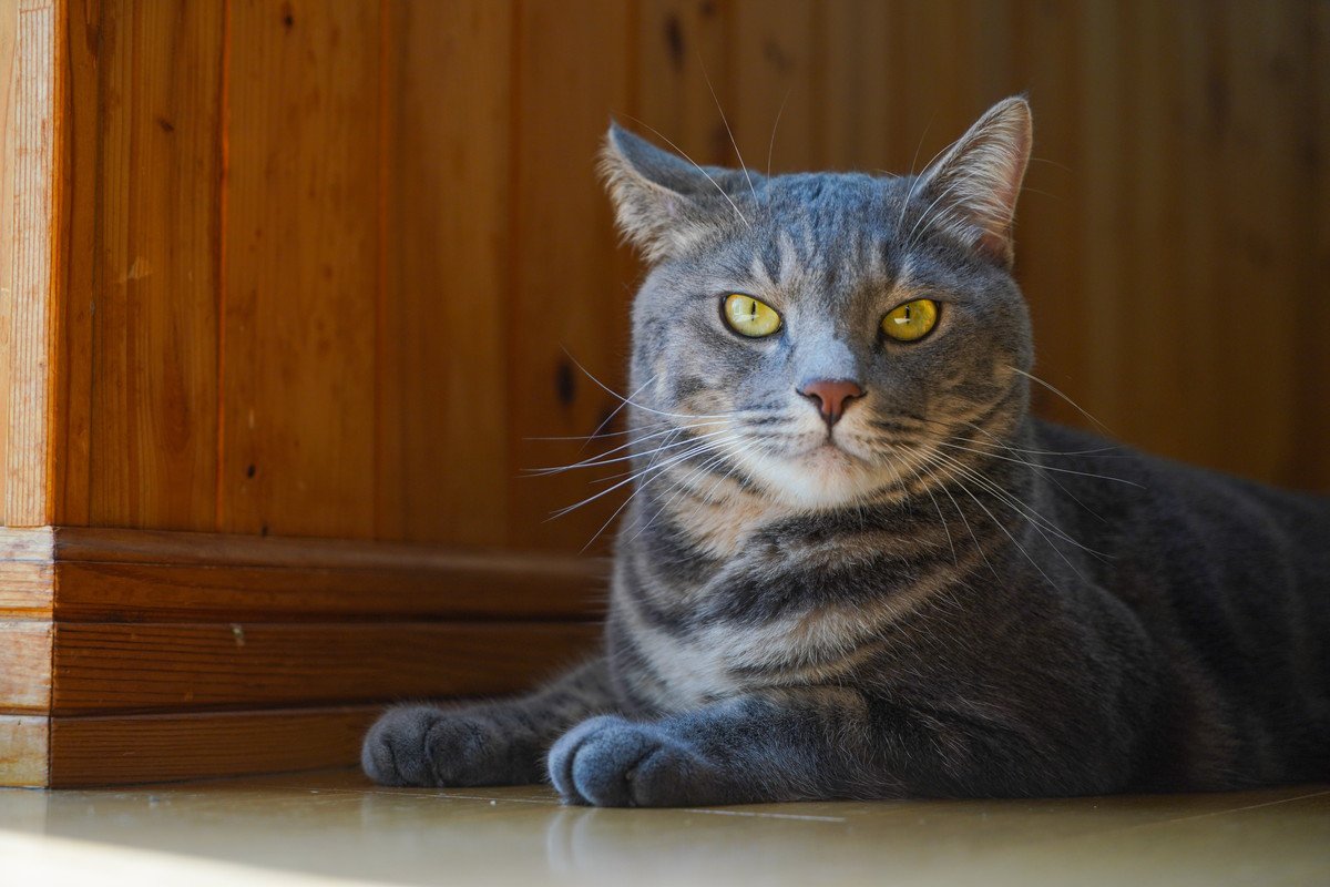 猫の『喜怒哀楽』それぞれのサインとは？猫の感情にまつわる4つの豆知識