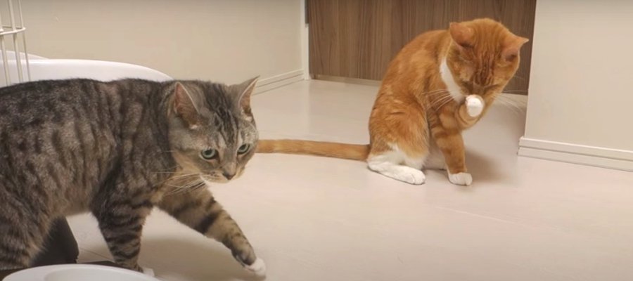 新しくなったごはん！猫ちゃんたちの反応とは…？