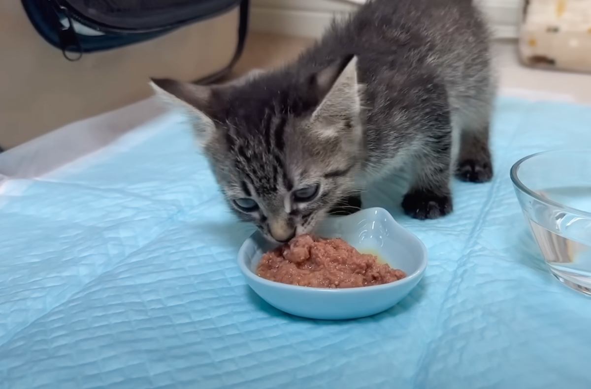 保護子猫がごはんの味を知った結果…すさまじい『食べっぷり』に癒される人続出「爆食すごい」「可愛すぎて笑ってしまった」の声