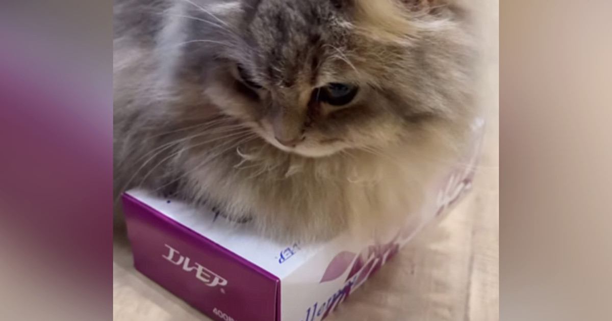 ティッシュ箱の上で『くつろぐ猫』→毛をかき分けてみると…可愛すぎる『まさかの状態』が61万再生「なんでだろうｗ」「別の使うしかないｗ」