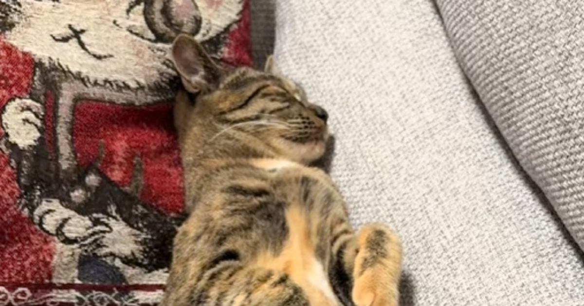 気持ちよさそうに眠っていた猫→『ご飯が出てくる音』が聞こえた次の瞬間…まさかの反応に爆笑の声「狸寝入りｗ」「ヤラセとしか思えないｗ」