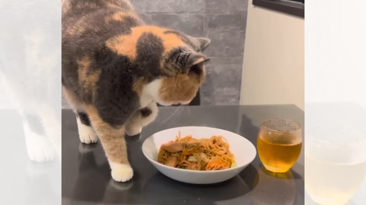 飼い主が焼きそばを作ったら、猫が…予想外すぎる『とんでもない行動』に爆笑する人続出「どんなニオイがｗ」「笑っちゃったｗ」