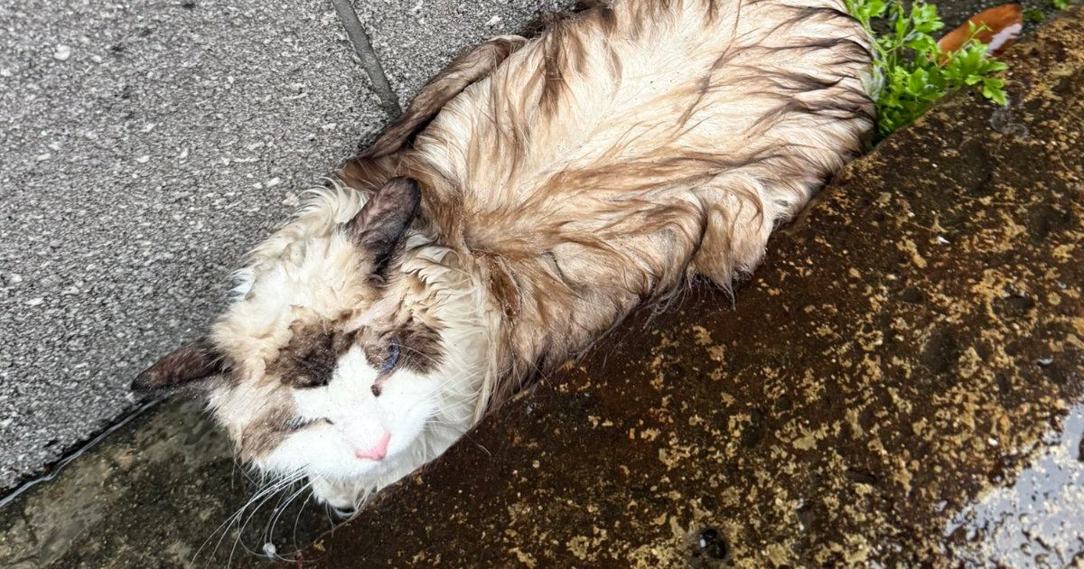 雨の日に溝でうずくまっていた『ずぶ濡れの迷子猫』を発見→迎えた結末が…心温まるエピソードに３万いいね「泣ける」「出会えてよかった」