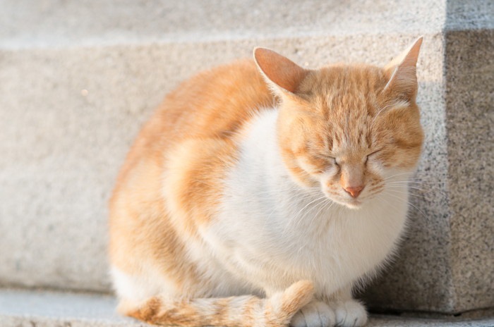 猫に日光浴は必要？効果と正しい方法