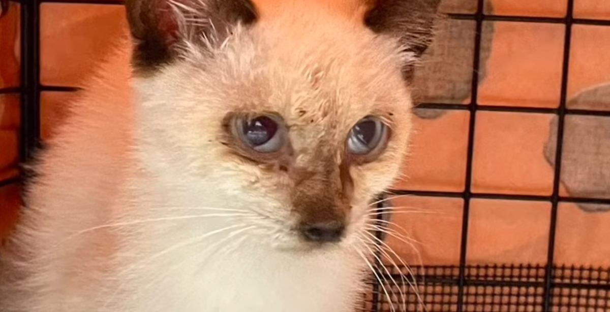 ポツンと雨宿りをしていたガリガリの子猫を保護したら…同じ猫とは思えない『感動のビフォーアフター』が47万再生「凄い！」「涙が溢れた」