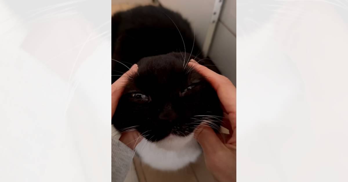 猫と『トレンドの遊び』をしてみた結果…とんでもなく愛おしい『たまらない反応』が113万再生「なんて大きな音ｗ」「ヘリコプターみたい」