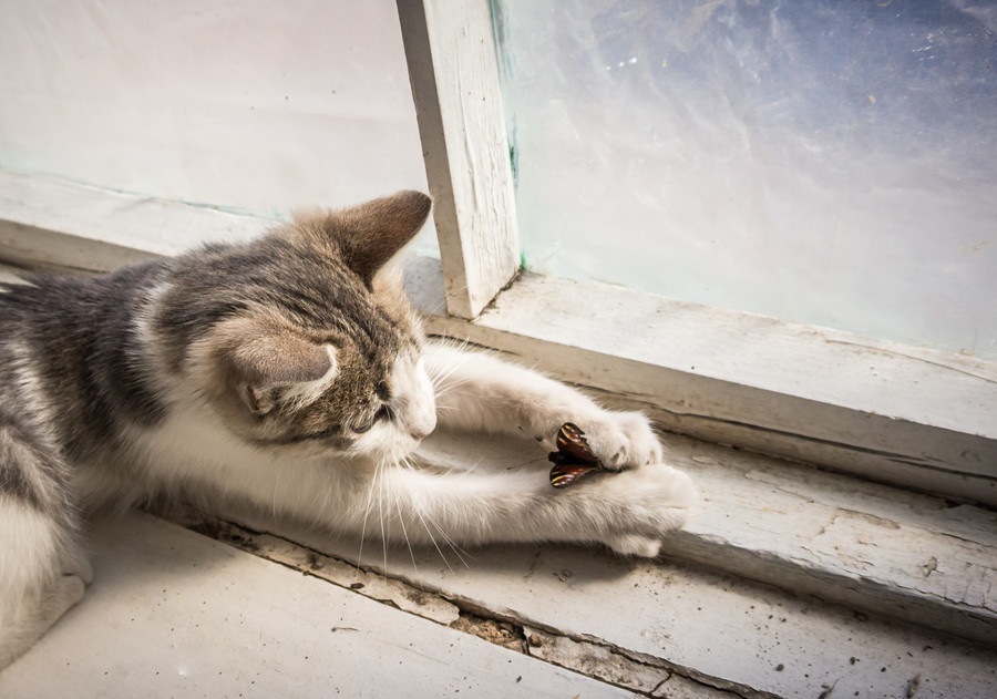 猫がセミを食べるのは大丈夫なのか その対処法とは