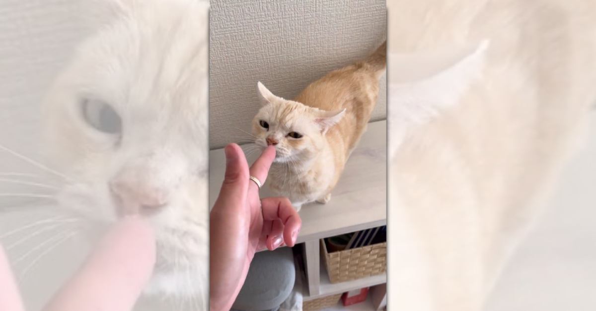 『指ピストルでバーン！』猫ちゃんは撃たれたフリをするのかな？「ある意味猫らしい対応ｗ」