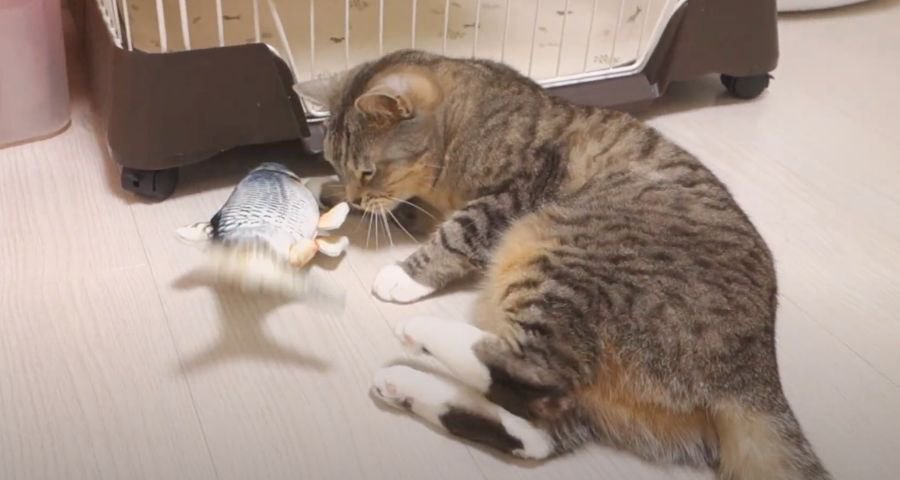 急に動き出した魚にびっくりしちゃう猫ちゃん！