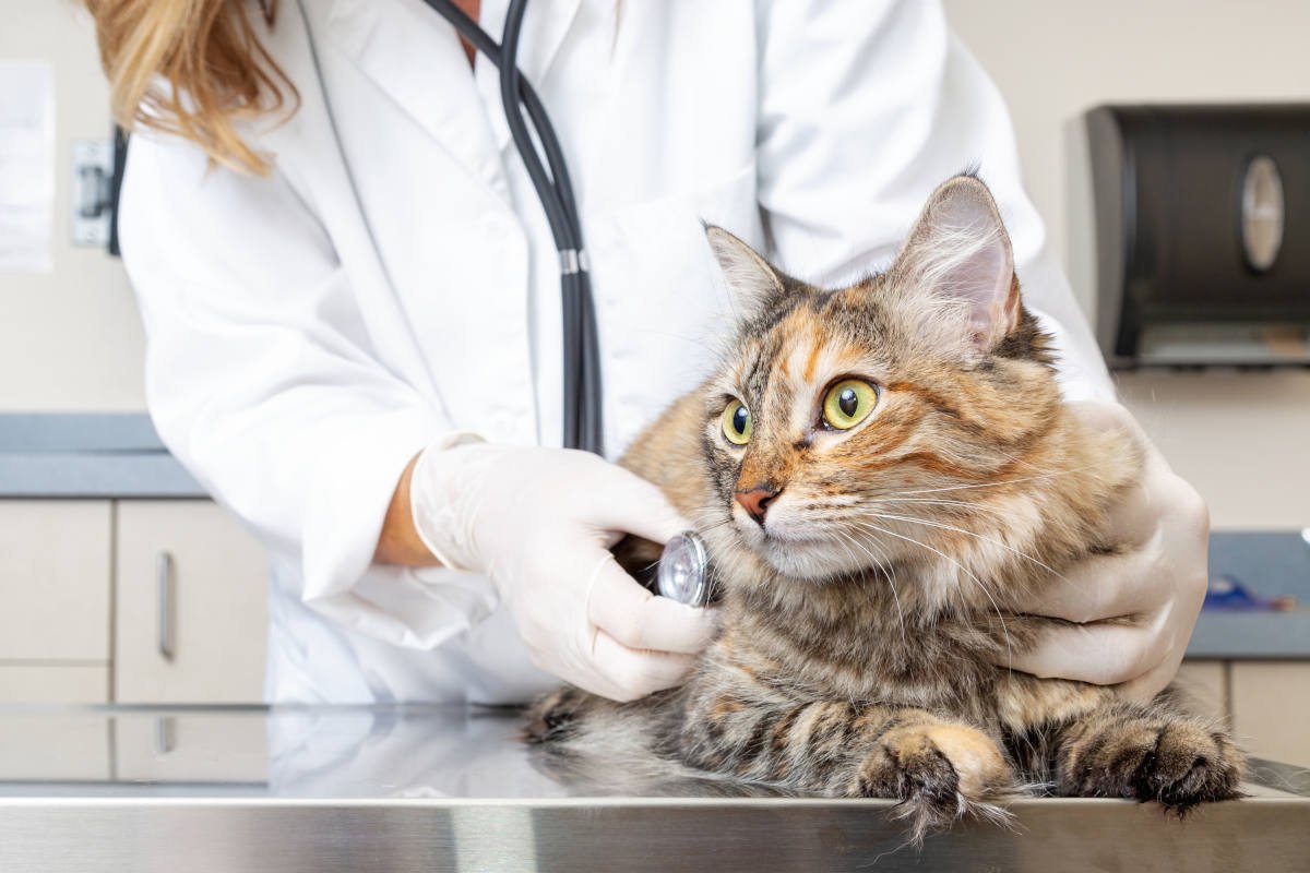 猫の『重症無筋力症』って何？症状やなりやすい猫種、対処法を解説
