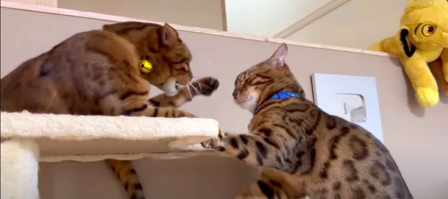 イカ耳の息子猫くんと仏顔の父猫くんの親子喧嘩！