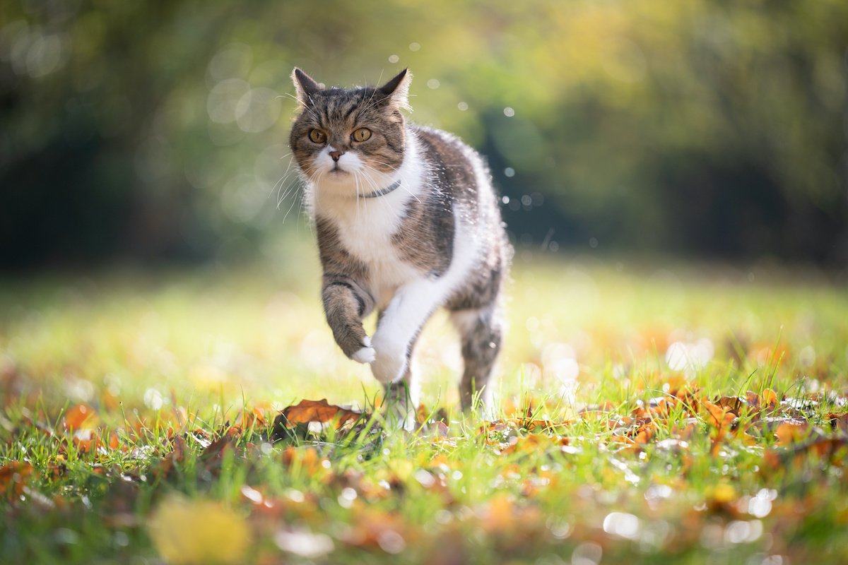 猫の知られざる身体能力４選！どういうときに発揮されるの？