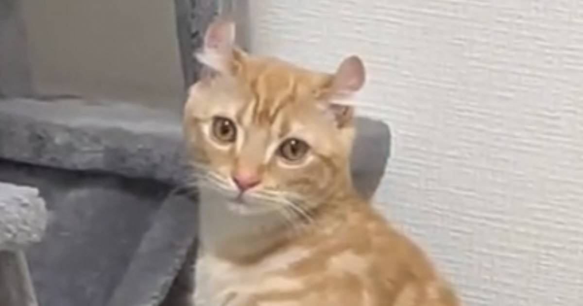 『トイレをするときの姿勢が独特すぎる猫』を撮っていたら…爆笑不可避の"展開"が90万再生「類を見ないｗ」「チャックついてるでしょｗ」