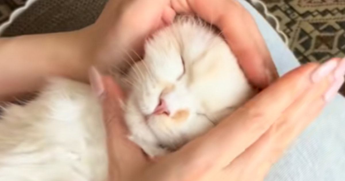 膝の上でくつろいでいた猫→顔をおにぎりみたいに握ってみると…可愛すぎる光景に癒される人が続出「形状が変わったｗ」「おとなしい〜」