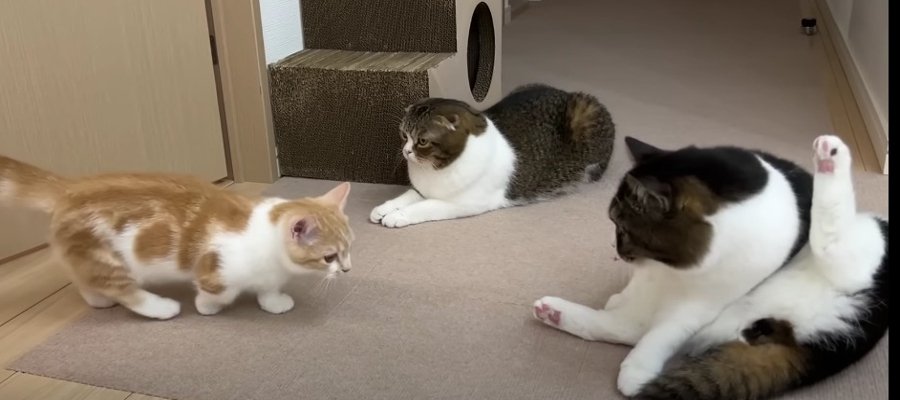 どうなる？預かっている子猫と初対面した親子猫の反応にご注目！