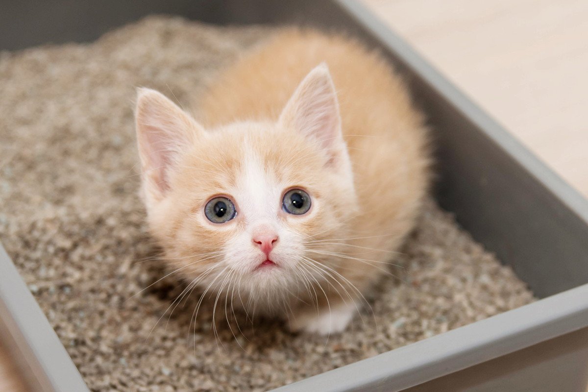 猫が飼い主さんに『見られたくない』3つのこと　目撃しちゃったら取るべき対応も