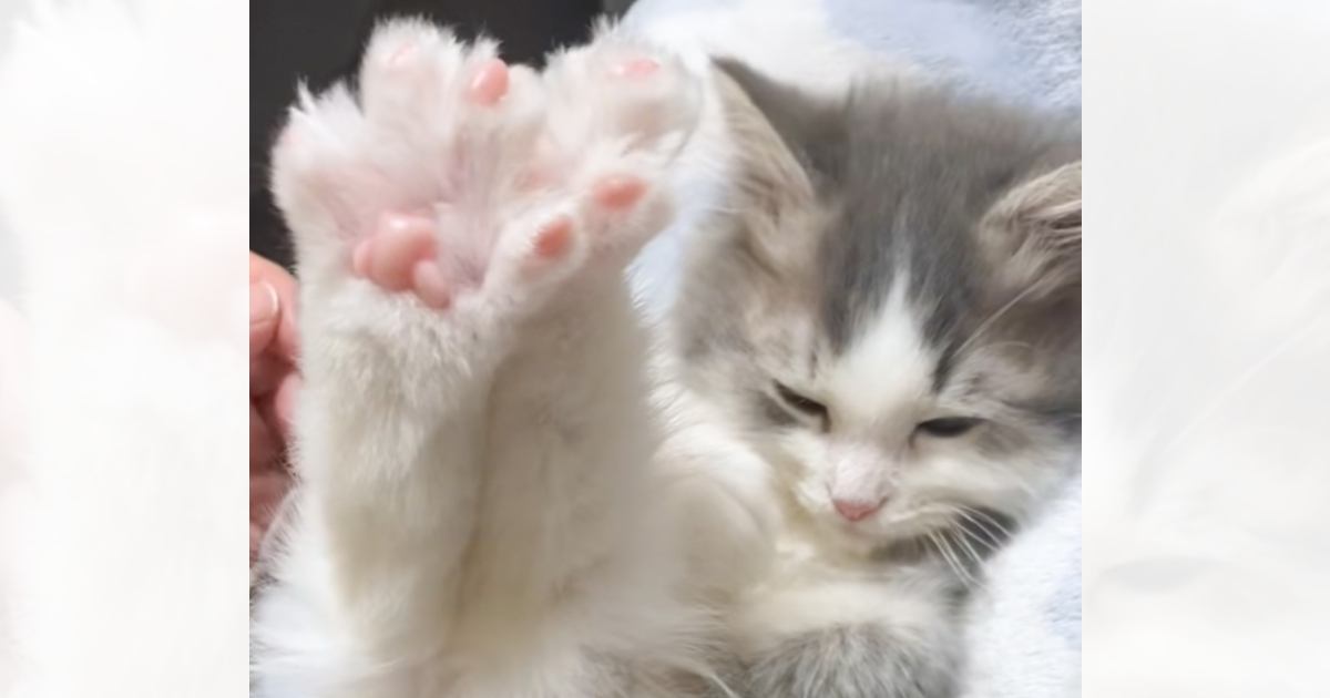 子猫の爪を切ろうとしたら…『まさかの防御ポーズ』が可愛すぎると100万いいねを突破！「キュンキュンした」「物凄く癒された」と悶絶の声