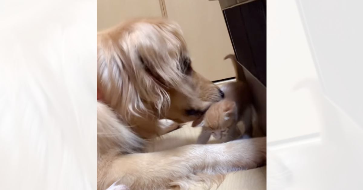 大型犬の前足が目の前に出てきたら、子猫は…可愛すぎる反応と『心温まるやり取りの様子』に「接し方がもう親子ｗ」「優しい空間過ぎて泣きそう」