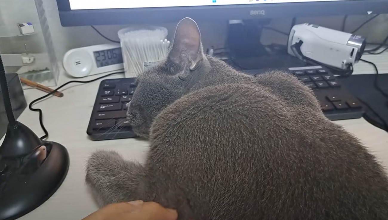 パソコンで作業をしたい飼い主さん→猫がやって来ると…『とんでもない体勢で邪魔してくる様子』に爆笑の声「寝落ちしたサラリーマンｗ」
