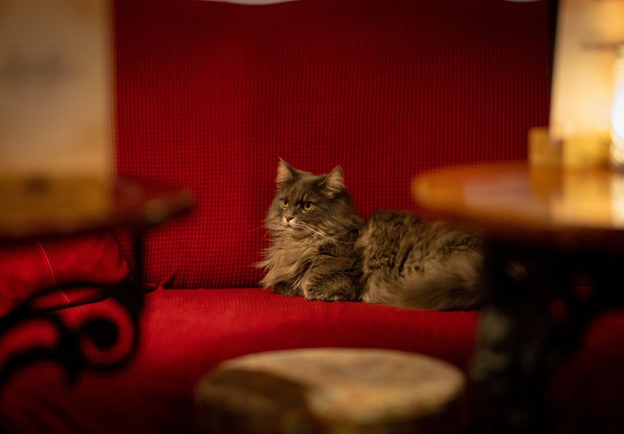 飼い主夫婦とともに120軒の酒場を訪れ、人気者になった猫　ときには「入店禁止命令」を受けたことも…　英国