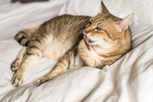 猫がくさい原因や対策と考えられる病気