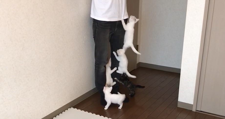 保護子猫5匹が『1日ぶりに飼い主と再会』したら…大人気すぎる光景が31万1000再生「一生家出られん」「人間キャットタワー」の声