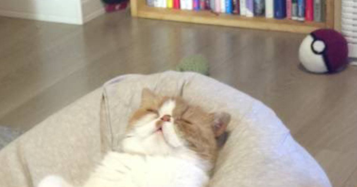 クッションの上で眠っていた猫→完全に『リラックス中』の光景に「ダメになったｗ」「自分のこと人間だと思ってそうｗ」と３万いいね
