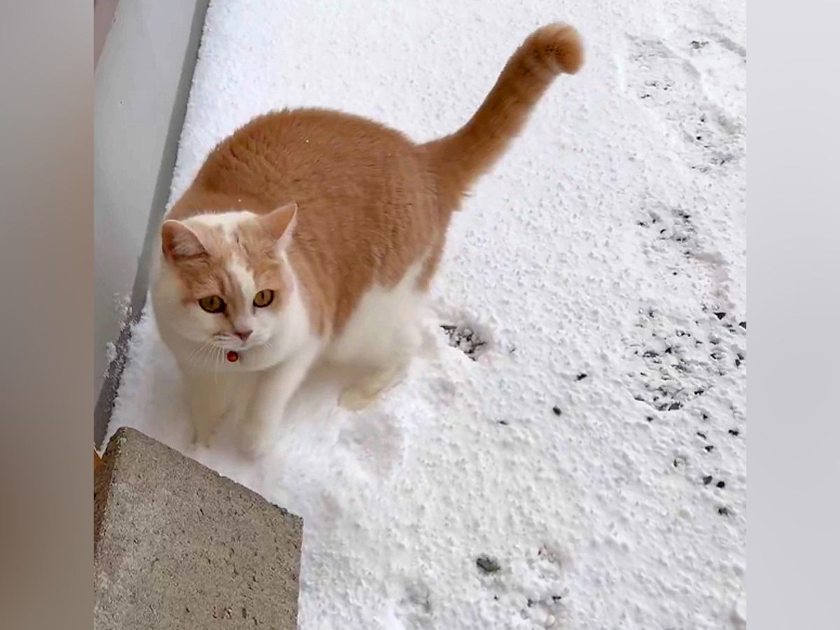 庭に雪が積もった日→猫は『コタツで丸くなる』かと思いきや……まさかの光景に「小さいイヌ入ってる？ｗ」「かわいいったらないｗ」と19万表示