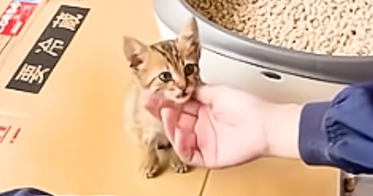 保護したときはとっても愛らしかった子猫が、1年後…思わず吹き出す『衝撃の変化』が108万再生「想像を超えてて笑ったｗ」「すごい貫禄ｗｗ」