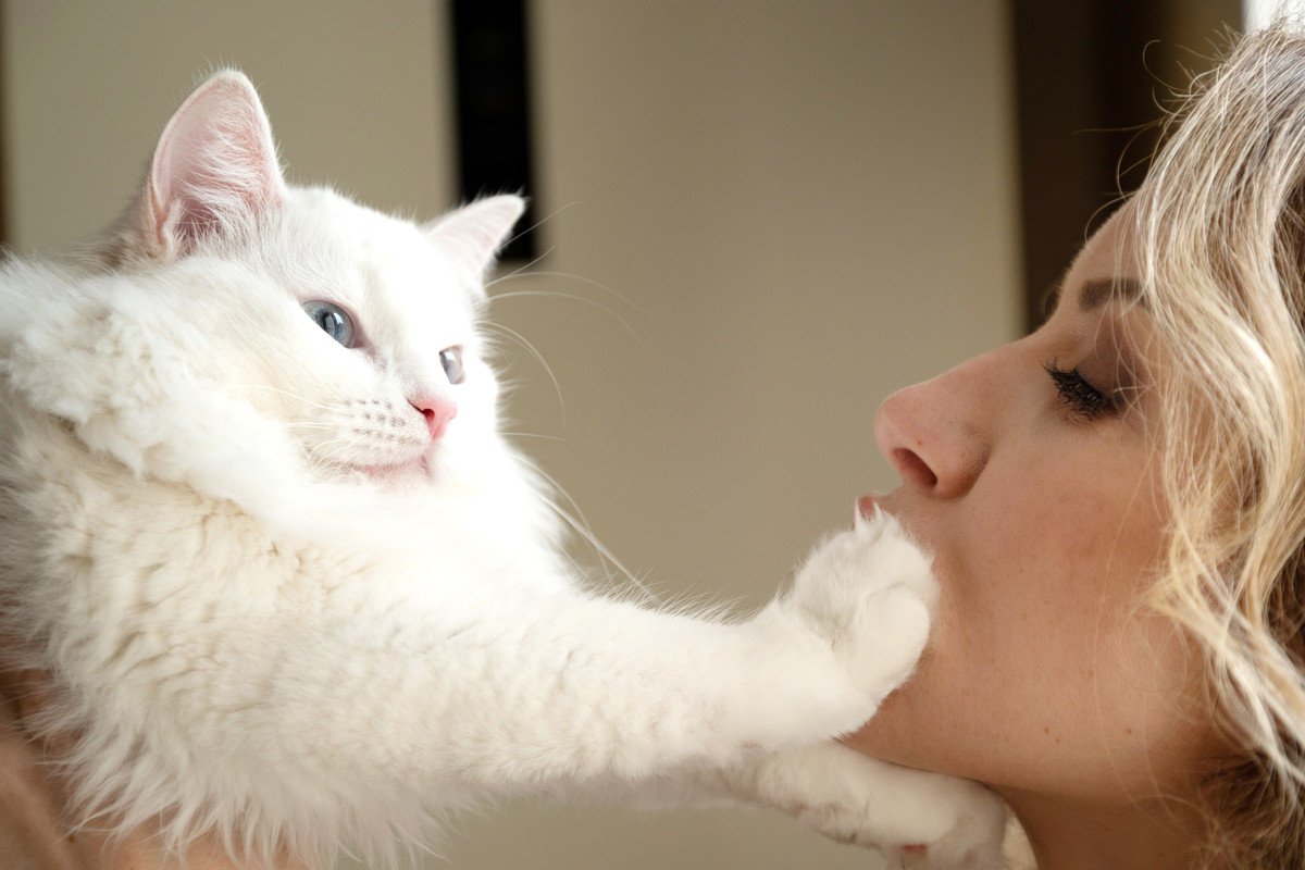 猫が『飼い主の顔』に手を伸ばす心理4つ！喜んでもらえる応え方とは？