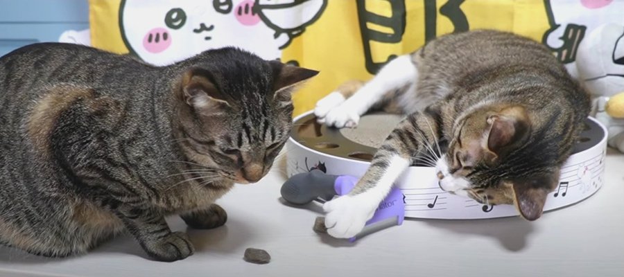 『自分の毛玉はすぐ分かる？』ブラッシングで収穫した猫ちゃんの毛で毛玉ボールを作成♡