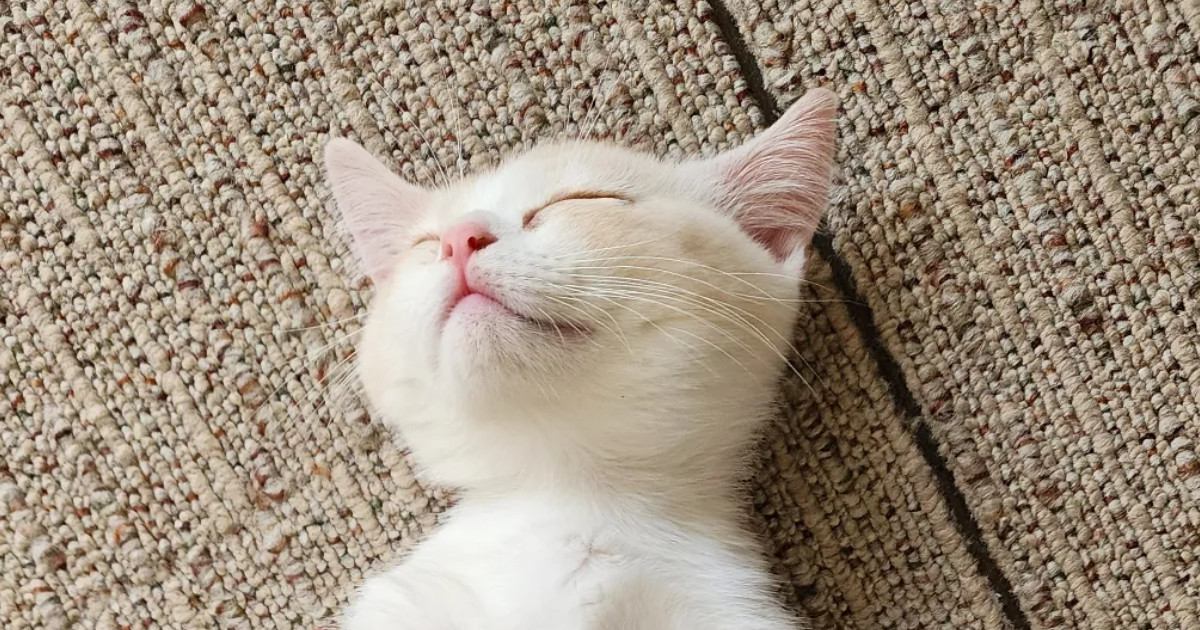 子猫を見たら『思いもよらない姿勢』で眠っていて…まるで人間のような寝相に「猫背って言葉は使えないねｗ」「ぬいぐるみみたい」と反響