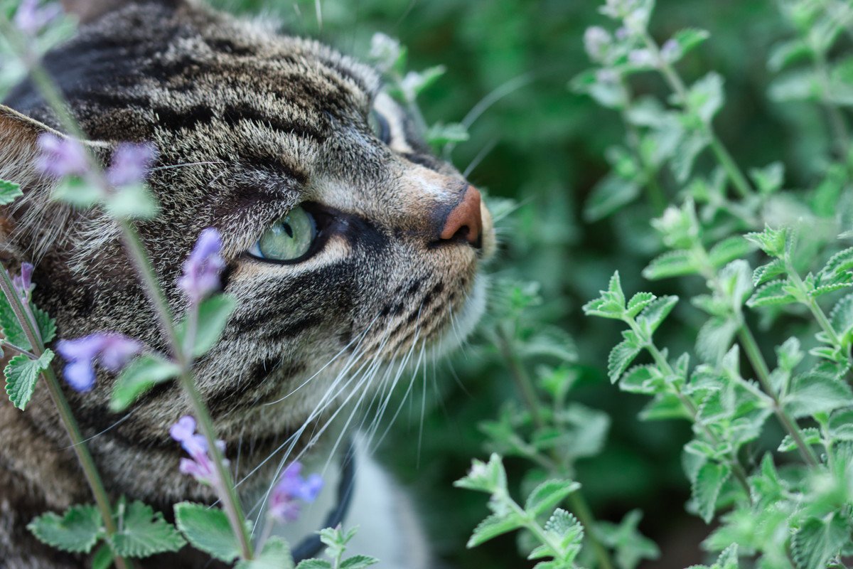 猫が食べてしまっても安全な『ハーブ』5選　注意点と一緒に解説