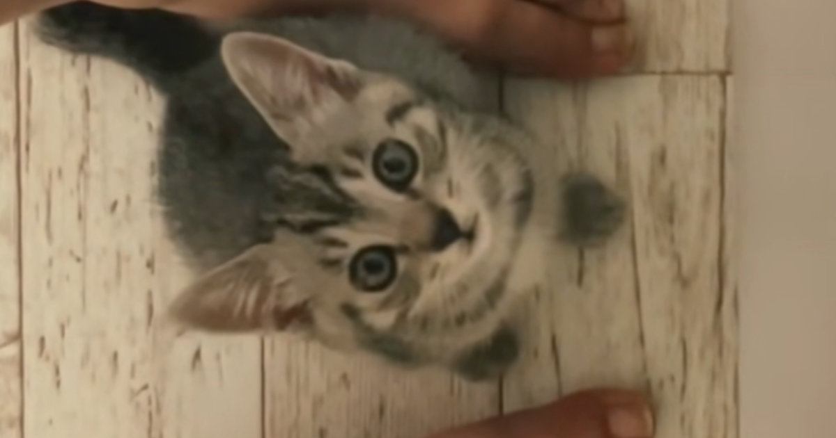 洗い物中、足元にやってきた『鍵しっぽの子猫』→小さな声で鳴き始めて…たまらなく可愛い『かまってアピール』が58万再生「抱きしめたい」