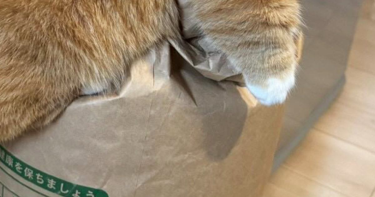 朝起きたらネコが『米袋』に……まさかの瞬間が可愛すぎると４万いいね「想定外のトラップｗ」「頑張ったんだねｗ」と笑顔になる人が続出