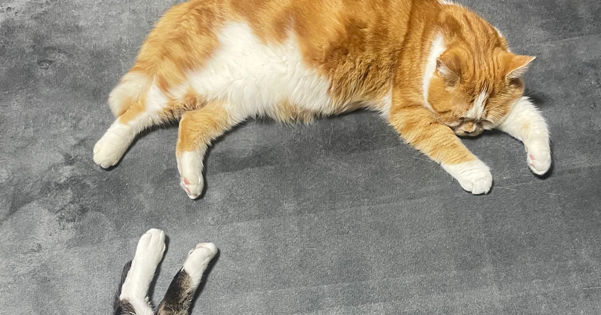 まったりと寝ている『２匹の猫』を見ると→形が『文字』に見えて…奇跡的な瞬間に「完璧だ」「きれいだね」とSNSで反響