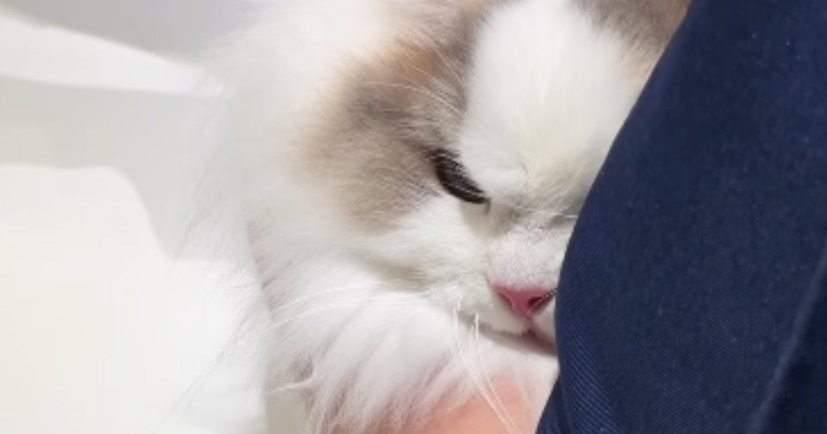 動物病院にやってきた猫→注射の時間になると、『険しい表情』になって…終わった瞬間の『尊すぎる行動』に反響「頑張ったねぇ」「悶絶した」