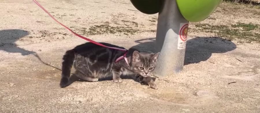 ポカポカ陽気♡子猫ちゃんのお散歩デビュー！