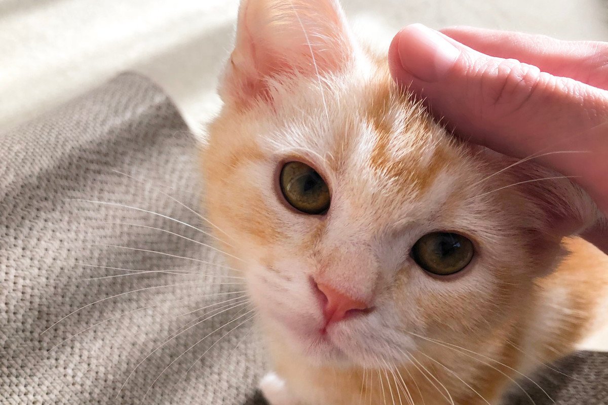 『飼い主を信じてる猫』がする5つの仕草　気になる理由や気持ちとは…