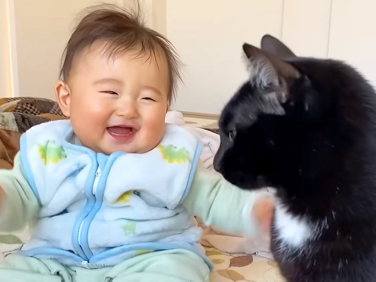 赤ちゃんの成長を見守るように優しく寄り添う3匹の猫…『本当のきょうだいのような光景』に胸キュン「赤ちゃん幸せだね」「素敵な距離感」