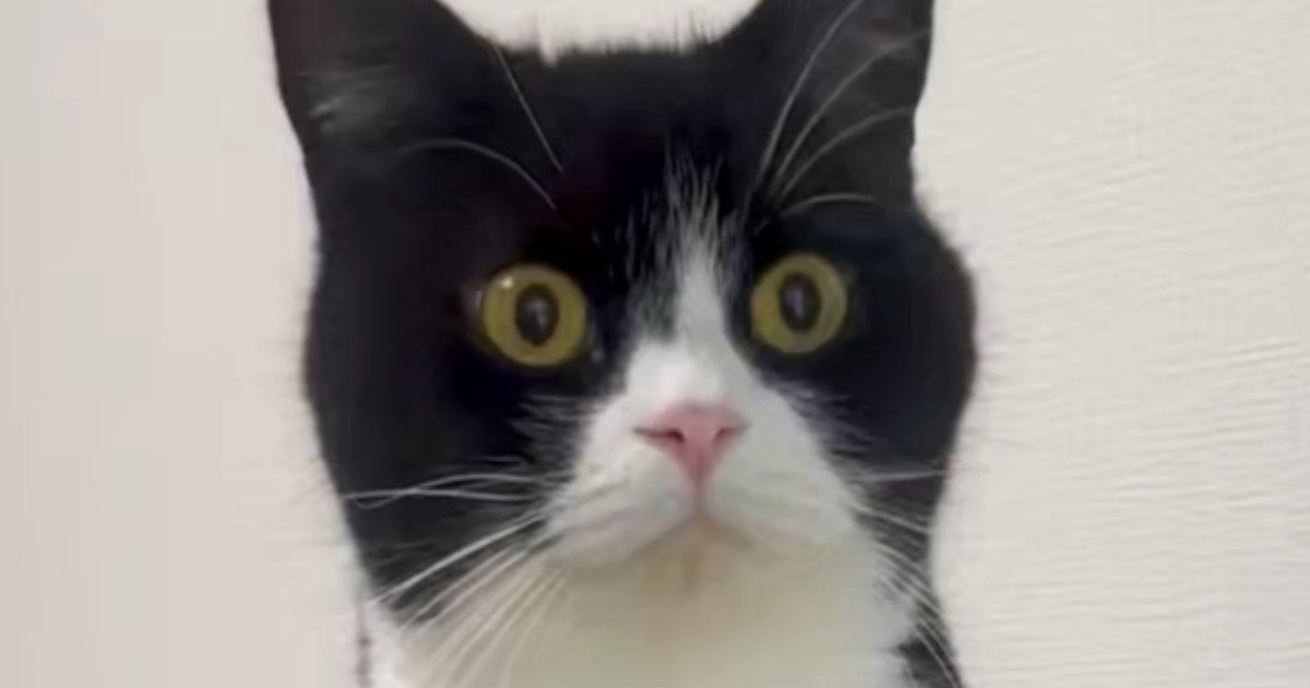 何かが気になっている様子の猫→『一歩踏み出した』次の瞬間…驚きの光景に１万いいね「なかなかのバランス感覚ｗ」「すごい上手ｗ」と爆笑の声