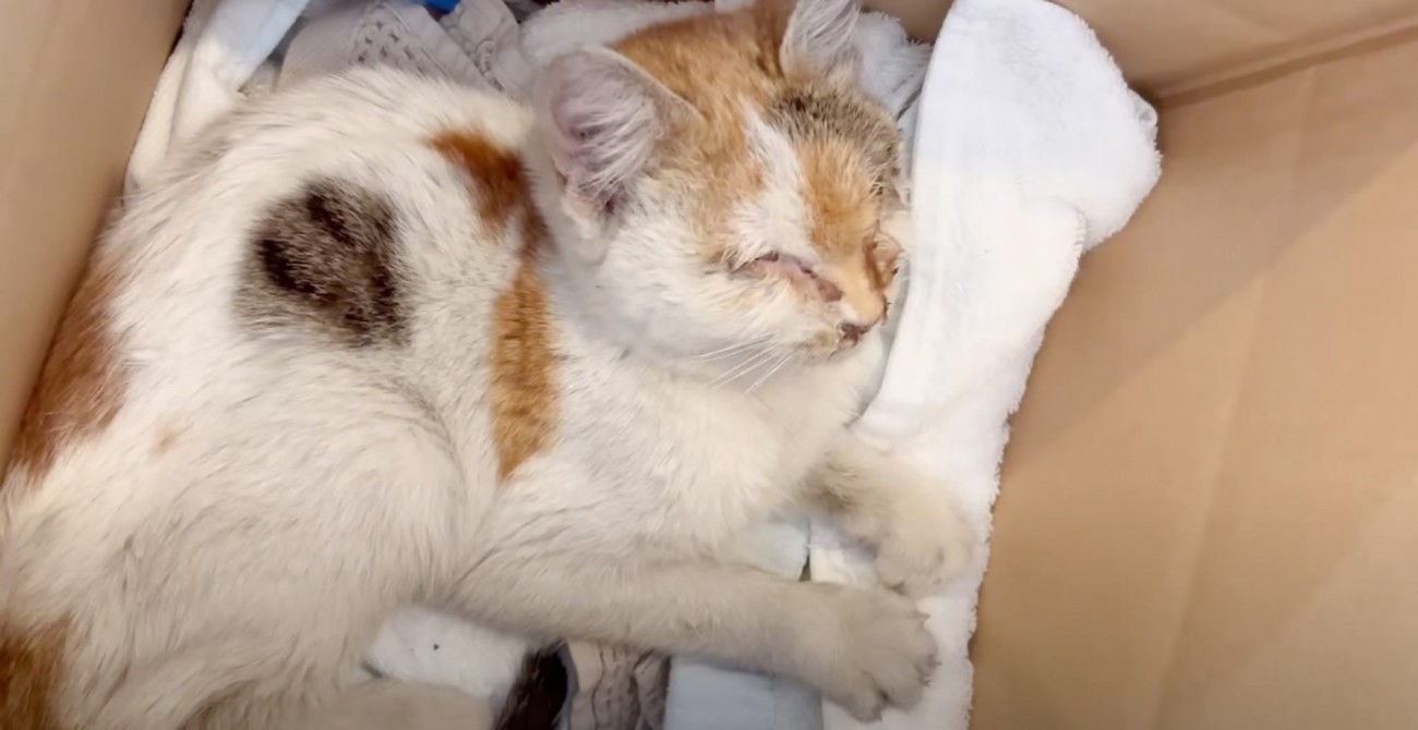 歩道に落ちたボロ雑巾かと思ったら……うずくまっていた猫との出会いと『3日間の記録』が12万再生「優しさと行動力に感動」「泣いてしまった」