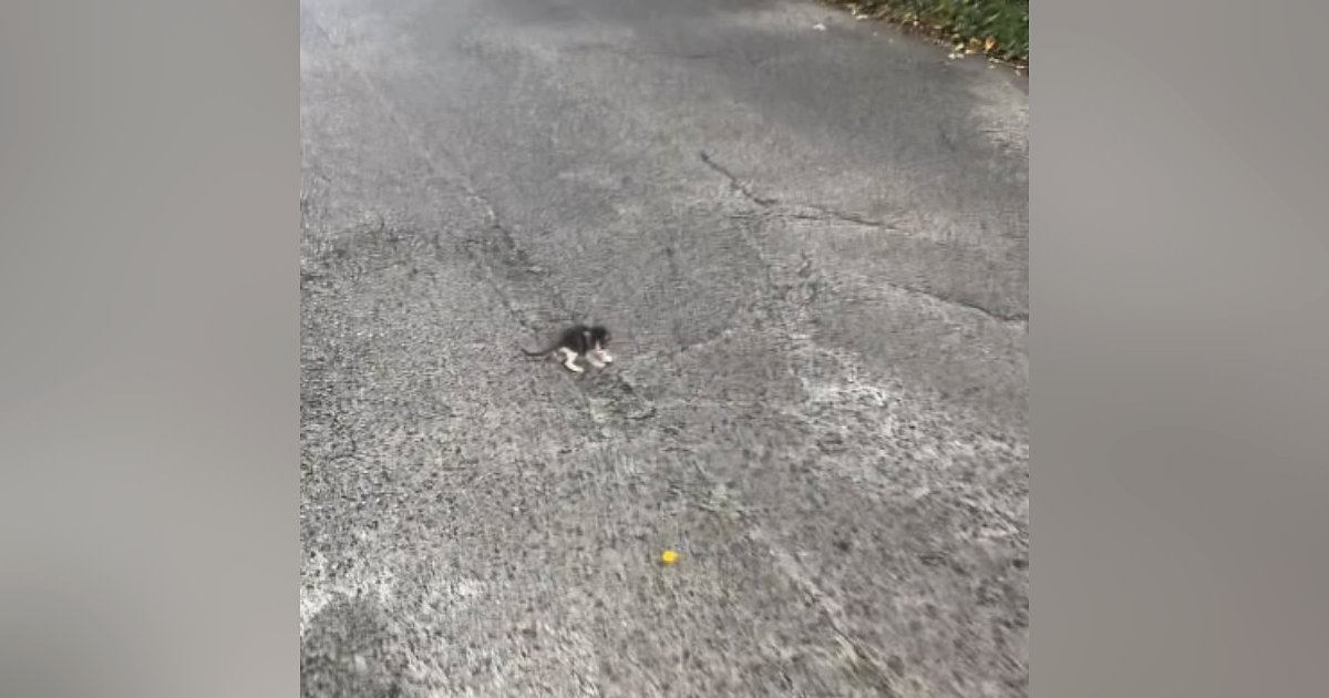 トラックも多く走る『車道の真ん中にいた子猫』→近づいてみると…まさかの展開が19万再生「運命だったね」「出会えてよかった」と感動の声