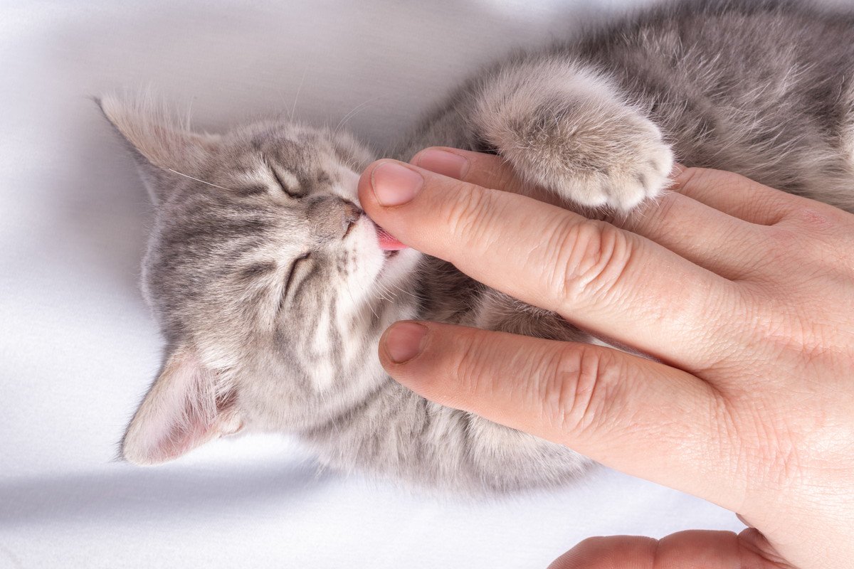 猫には危険な『飼い主さんが肌につけるもの』3つ　塗り薬や化粧品…なめさせNG！