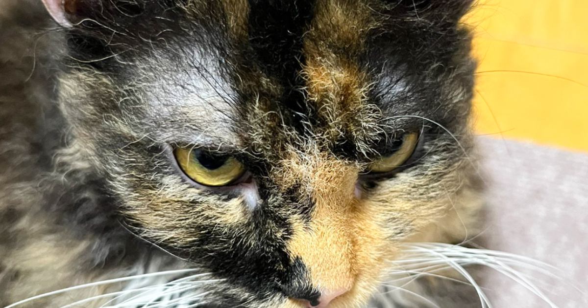 くるくるな毛質の猫の『ヒゲ』を見てみると……あまりにも綺麗な『形』に4万7000いいね「ずるいｗｗ」「生成AIかと思った」と話題に