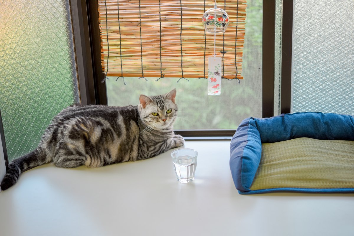 気温が上がる前に備えたい『猫のための暑さ対策』4選　便利なアイテムや活用法もご紹介