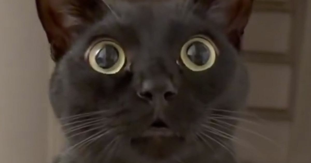 見つめてきた黒猫→『まさかの座り方』で…飼い主さんを爆笑させた『衝撃のポーズ』に「思わず6度見したｗ」「お行儀が良すぎる」と13万表示