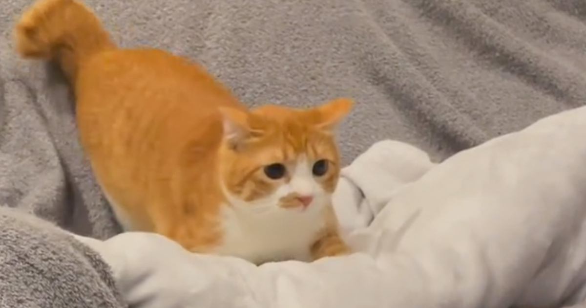 『絶対に野生では生きていけない…』猫じゃらしを見た猫がとった『まさかの行動』が93万再生「ニャが可愛すぎる」「後ずさってて笑った」